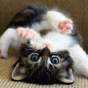 Meet your Posher, Jillian